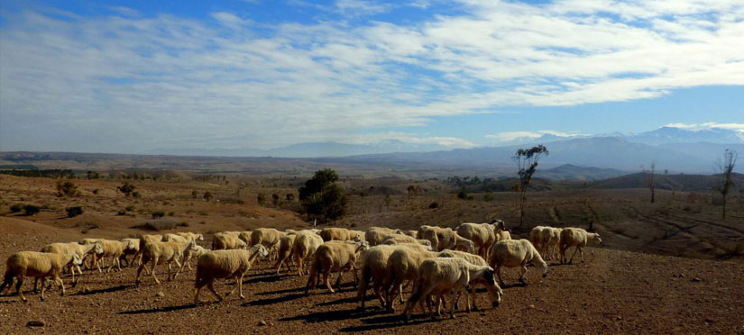 Désert Agafay - Maroc Légendes Evasions