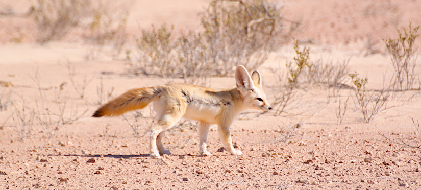 Sahara nature Dakhla - Légendes Evasions and Dakhla Rovers (Fennec fox)