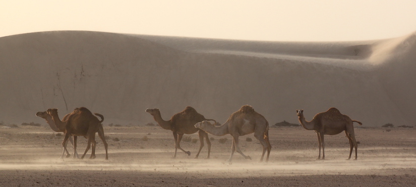 Sahara dunes Légendes Evasions Marrakech Dakhla